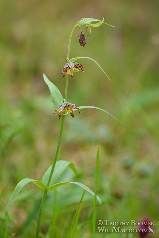 Checker lily (Fritillaria affinis).  Lake Berryessa, Napa County, California, USA.  Stock Photo ID=PLA0459