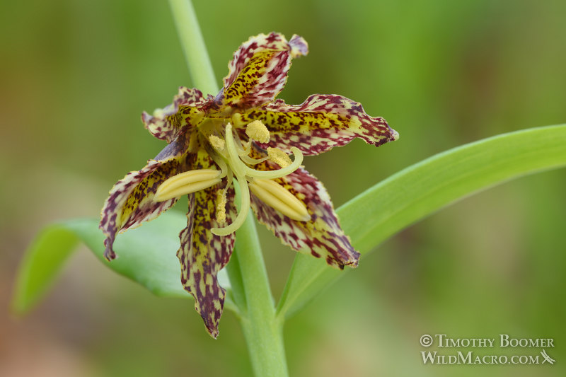 Checker lily (Fritillaria affinis).  Lake Berryessa, Napa County, California, USA.  Stock Photo ID=PLA0461