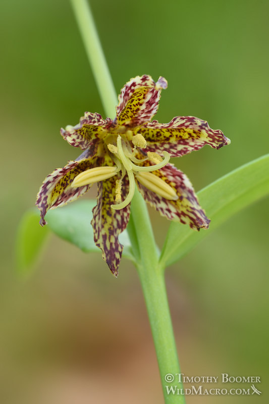 Checker lily (Fritillaria affinis).  Lake Berryessa, Napa County, California, USA.  Stock Photo ID=PLA0462