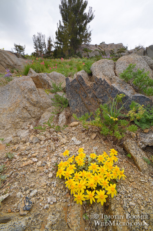 Common woolly sunflower (Eriophyllum lanatum var. integrifolium).  Carson Pass, Mokelumne Wilderness, Eldorado National Forest, Sierra Nevada, Alpine County, California, USA. Stock Photo ID=PLA0522