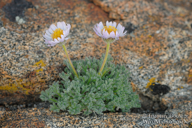 Cutleaf daisy (Erigeron compositus).  Eldorado National Forest, Sierra Nevada, El Dorado County, California. Stock Photo ID=PLA0242