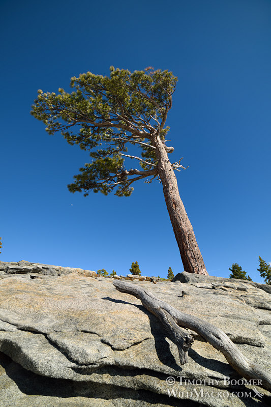 Jeffrey pine (Pinus jeffreyi), banner tree or flag tree (a variation of krummholz).  Eldorado National Forest, El Dorado County, CA. Stock Photo ID=PLA0393