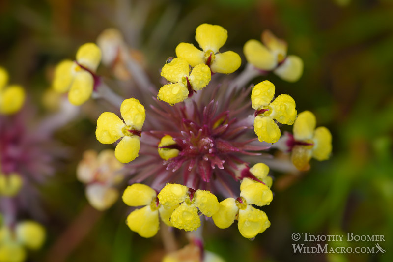 Johnnytuck (Triphysaria eriantha ssp. eriantha).  Jepson Prairie Preserve, Solano County, California, USA. Stock Photo ID=PLA0490