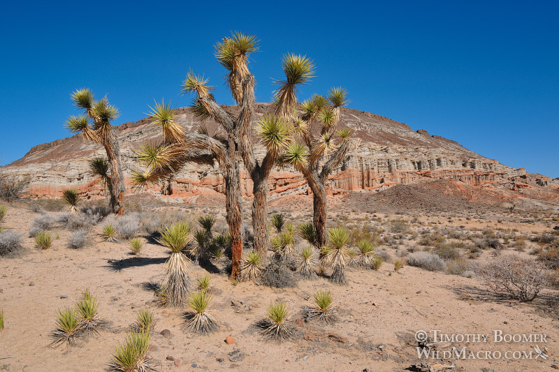 Joshua trees (Yucca brevifolia) emerge from the desert floor at Red Rock Canyon State Park. Kern County, Mojave Desert, California.  Stock Photo ID=PLA0440