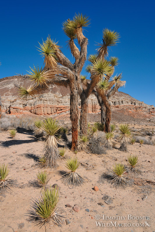 Joshua trees (Yucca brevifolia) emerge from the desert floor at Red Rock Canyon State Park. Kern County, Mojave Desert, California.  Stock Photo ID=PLA0441