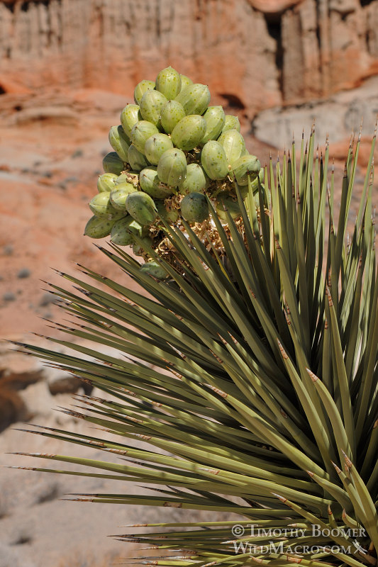 Joshua tree (Yucca brevifolia), close up of fruit and leaves.  Red Rock Canyon State Park, Kern County, Mojave Desert, California.  Stock Photo ID=PLA0442
