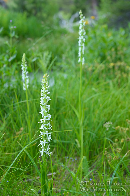 Sierra bog orchid (Platanthera dilatata var. leucostachys).  Eldorado National Forest, Sierra Nevada, Amador County, California. Stock Photo ID=PLA0412