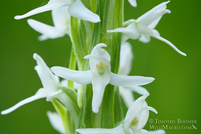 Sierra bog orchid (Platanthera dilatata var. leucostachys).  Eldorado National Forest, Sierra Nevada, Amador County, California. Stock Photo ID=PLA0413
