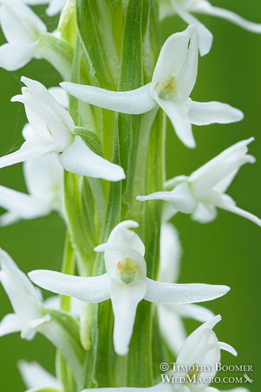 Sierra bog orchid (Platanthera dilatata var. leucostachys).  Eldorado National Forest, Sierra Nevada, Amador County, California. Stock Photo ID=PLA0414