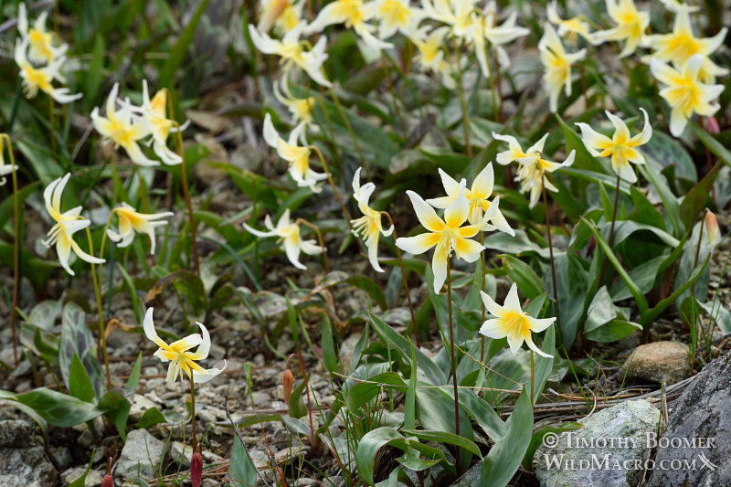 Sierra fawn lily (Erythronium multiscapideum).  Lassen National Forest, Sierra Nevada, Butte County, California, USA. Stock Photo ID=PLA0463