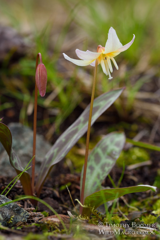 Sierra fawn lily (Erythronium multiscapideum).  Lassen National Forest, Sierra Nevada, Butte County, California, USA. Stock Photo ID=PLA0465