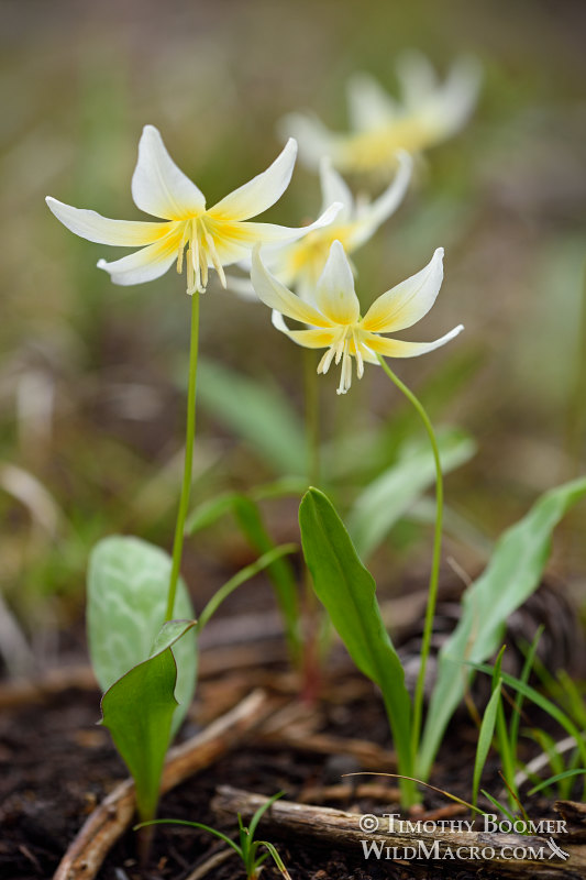 Sierra fawn lily (Erythronium multiscapideum).  Lassen National Forest, Sierra Nevada, Butte County, California, USA. Stock Photo ID=PLA0466