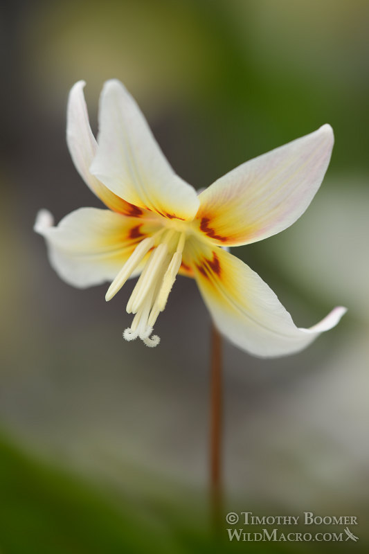 Sierra fawn lily (Erythronium multiscapideum).  Lassen National Forest, Sierra Nevada, Butte County, California, USA. Stock Photo ID=PLA0467