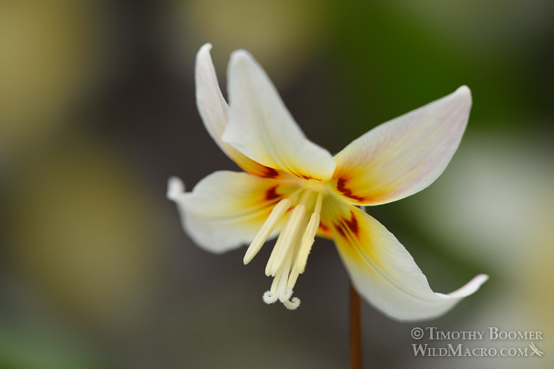 Sierra fawn lily (Erythronium multiscapideum).  Lassen National Forest, Sierra Nevada, Butte County, California, USA. Stock Photo ID=PLA0468