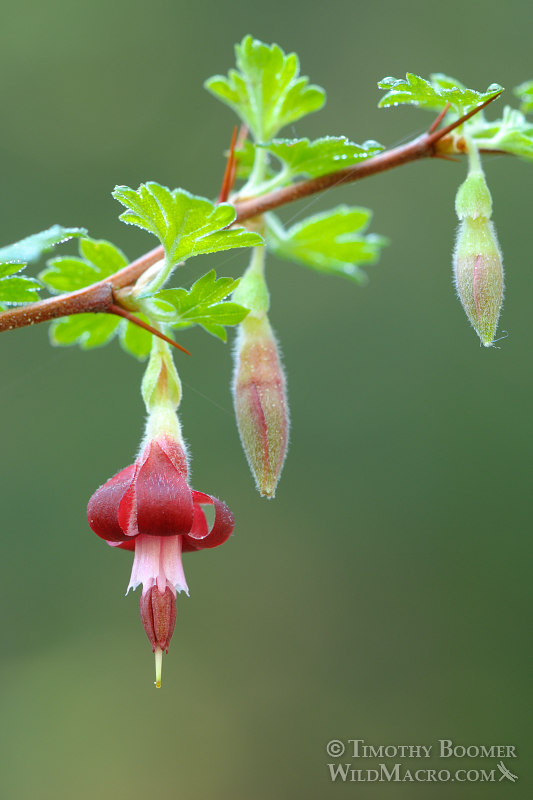 Sierra gooseberry (Ribes roezlii var. roezlii).  Eldorado National Forest, Sierra Nevada, El Dorado County, California. Stock Photo ID=PLA0303
