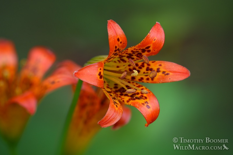 Sierra tiger lily or alpine lily (Lilium parvum), a California endemic wildflower.  Eldorado National Forest, Alpine County, CA. Stock Photo ID=PLA0328