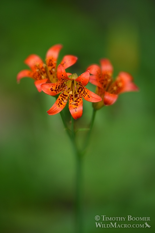 Sierra tiger lily or alpine lily (Lilium parvum), a California endemic wildflower.  Eldorado National Forest, Alpine County, CA. Stock Photo ID=PLA0331