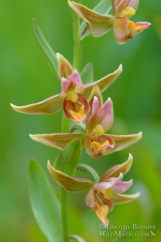 Stream orchid (Epipactis gigantea).  Plumas National Forest, Plumas County, CA.  Stock Photo ID=PLA0390