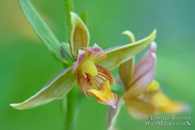Stream orchid (Epipactis gigantea).  Plumas National Forest, Sierra Nevada, Plumas County, California, USA.  Stock Photo ID=PLA0510