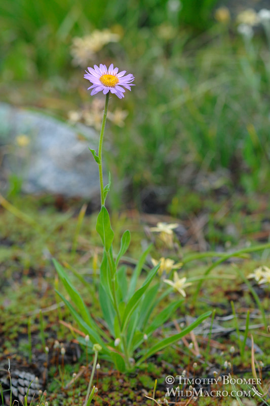 Subalpine fleabane (Erigeron glacialis var. glacialis).  Carson Pass, Eldorado National Forest, Sierra Nevada, Alpine County, California, USA.  Stock Photo ID=PLA0244
