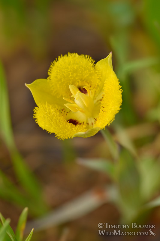 Yellow star tulip (Calochortus monophyllus).  Pioneer, Amador County, California, USA.  Stock Photo ID=PLA0498