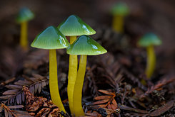 Mushrooms (Fungi) Image Library
