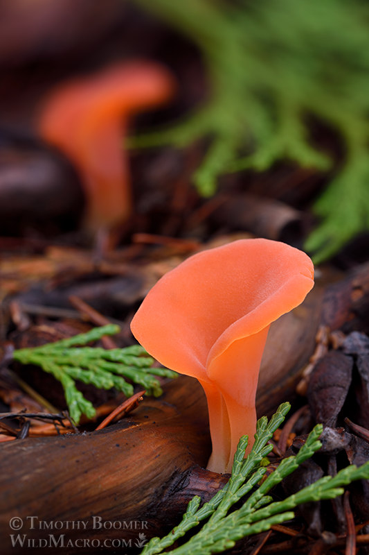 Apricot jelly fungus (Guepinia helvelloides). Indian Grinding Rock State Historic Park, Pine Grove, Amador County, California, USA.  Stock Photo ID=FUN0269