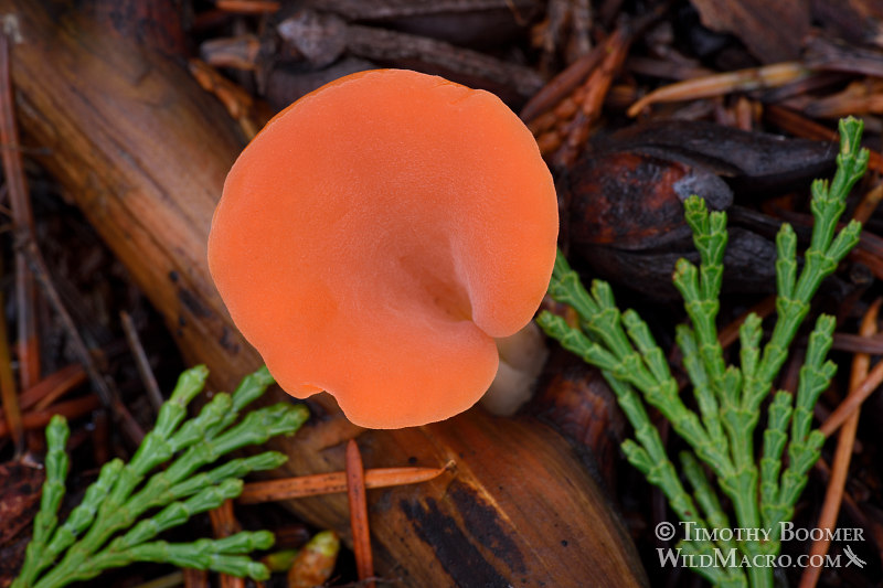 Apricot jelly fungus (Guepinia helvelloides). Indian Grinding Rock State Historic Park, Pine Grove, Amador County, California, USA.  Stock Photo ID=FUN0271