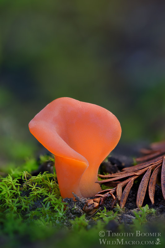 Apricot jelly fungus (Guepinia helvelloides). Bothe-Napa Valley State Park, Napa County, California, USA.  Stock Photo ID=FUN0412