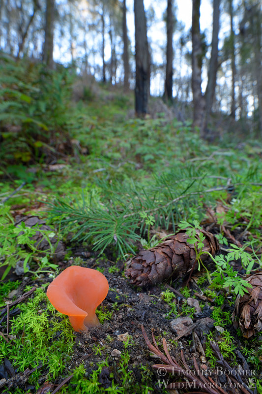 Apricot jelly fungus (Guepinia helvelloides). Bothe-Napa Valley State Park, Napa County, California, USA.  Stock Photo ID=FUN0413