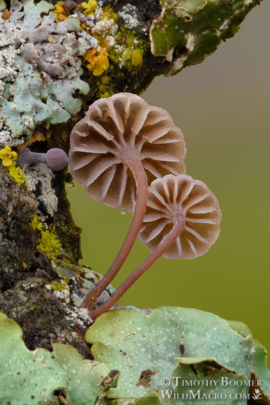 Bark bonnet mushrooms (Mycena corticola).  Vacaville, Solano County, California, USA.  Stock Photo ID=FUN0318