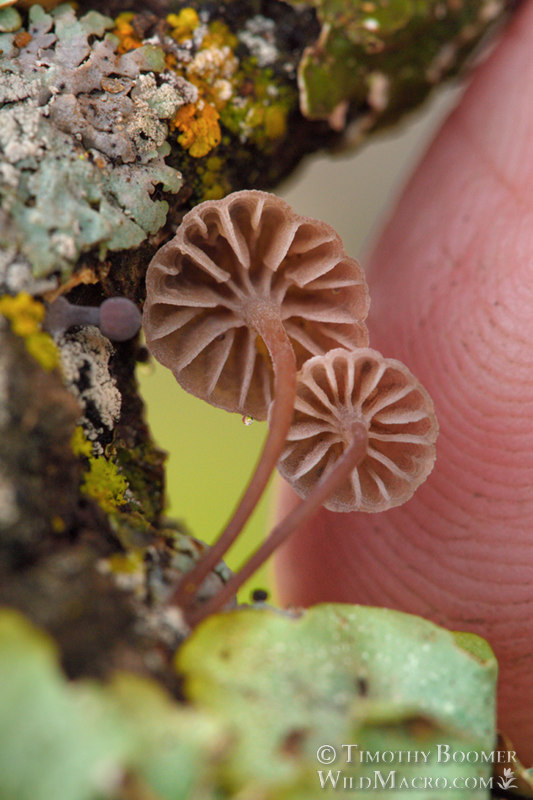 Bark bonnet mushrooms (Mycena corticola) shown with adult finger for scale.  Vacaville, Solano County, California, USA.  Stock Photo ID=FUN0318