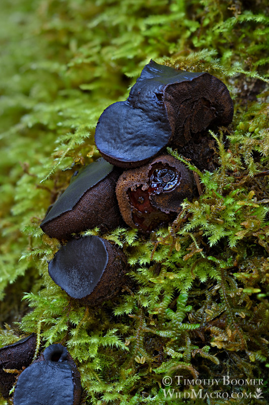 Black jelly drops (Bulgaria inquinans).  Stillwater Regional Park, Sonoma County, California, USA.  Stock Photo ID=FUN0339
