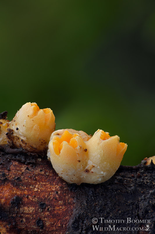 Cannonball fungus (Sphaerobolus stellatus).  Point Reyes National Seashore, Marin County, California, USA.  Stock Photo ID=FUN0327