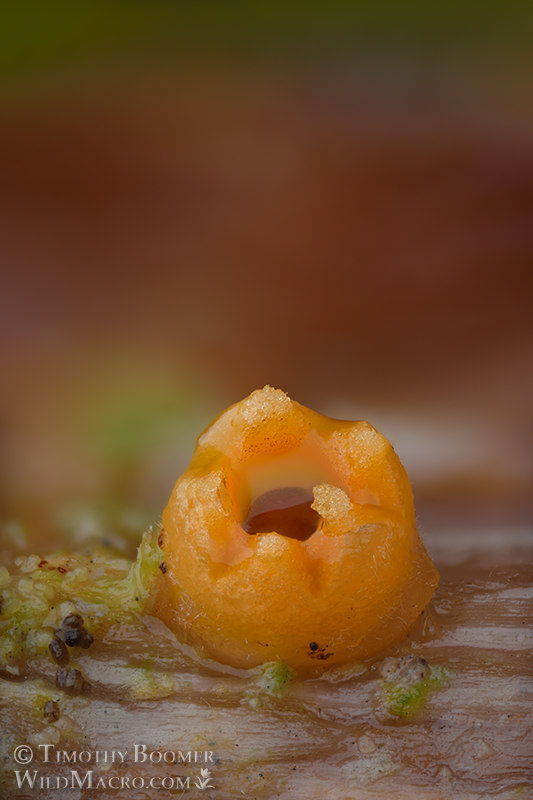 Cannonball fungus (Sphaerobolus stellatus).  Portola Redwoods State Park, San Mateo County, California, USA.  Stock Photo ID=FUN0402