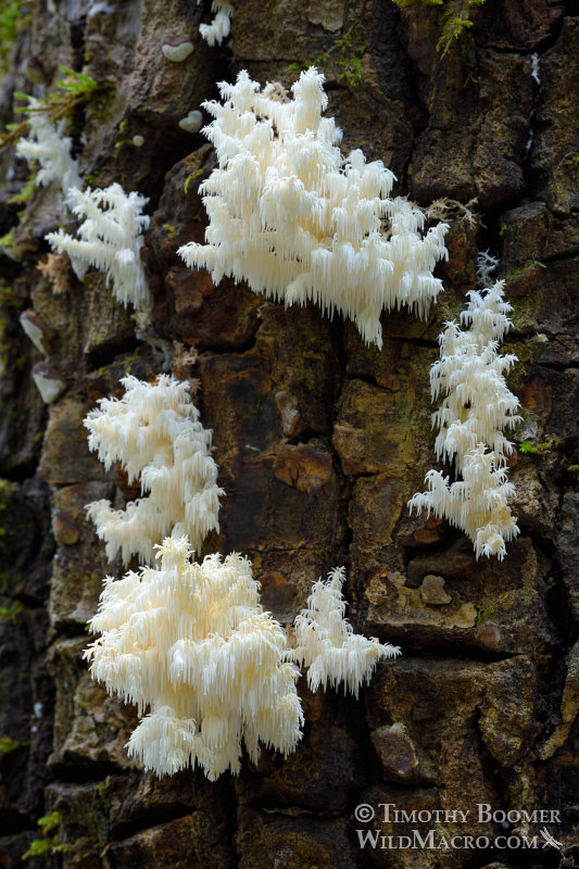 Comb tooth fungus (Hericium coralloides).  Portola Redwoods State Park, San Mateo County, California, USA. Stock Photo ID=FUN0237