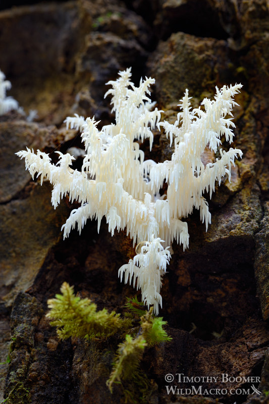 Comb tooth fungus (Hericium coralloides).  Portola Redwoods State Park, San Mateo County, California, USA. Stock Photo ID=FUN0238