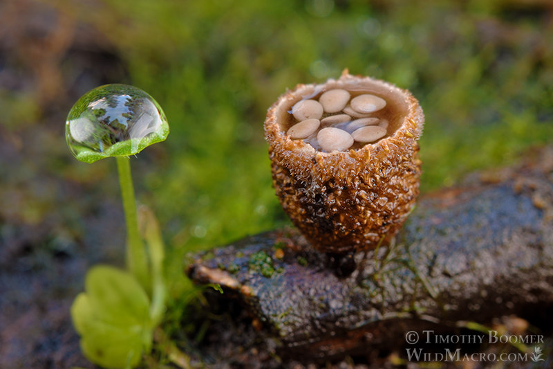 Common bird's nest fungus (Crucibulum laeve).  Humboldt County, California, USA. Stock Photo ID=FUN0159