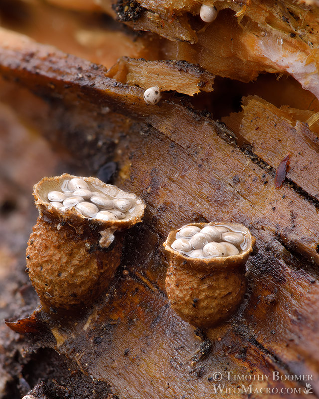Common bird's nest fungus (Crucibulum laeve).  Tahoe National Forest, Nevada County, California, USA. Stock Photo ID=FUN0293