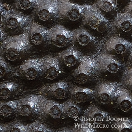 Cramp balls (Annulohypoxylon thouarsianum), crop depicting the sunken discs surrounding the spore-bearing perithecia.  Kruse Rhododendron State Natural Reserve, Sonoma County, California, USA.  Stock Photo ID=FUN0245
