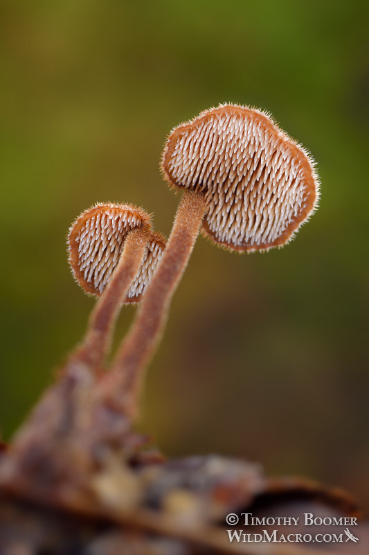 Earpick fungus (Auriscalpium vulgare).  Bothe-Napa Valley State Park, Napa County, California, USA.  Stock Photo ID=FUN0274