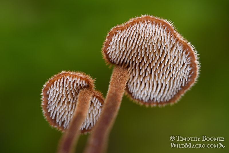 Earpick fungus (Auriscalpium vulgare).  Bothe-Napa Valley State Park, Napa County, California, USA.  Stock Photo ID=FUN0275