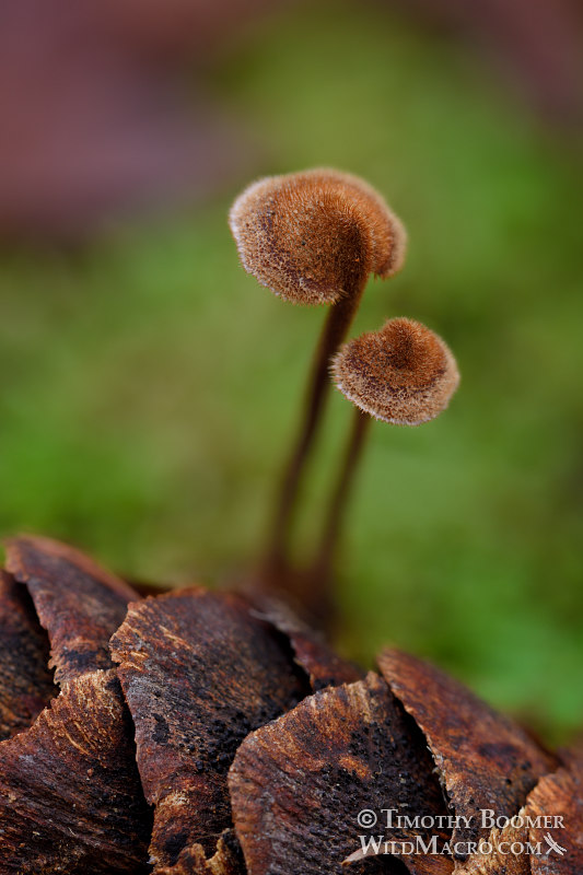 Earpick fungus (Auriscalpium vulgare).  Bothe-Napa Valley State Park, Napa County, California, USA.  Stock Photo ID=FUN0276
