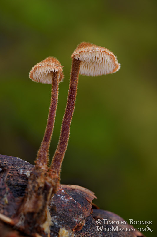 Earpick fungus (Auriscalpium vulgare).  Bothe-Napa Valley State Park, Napa County, California, USA.  Stock Photo ID=FUN0277