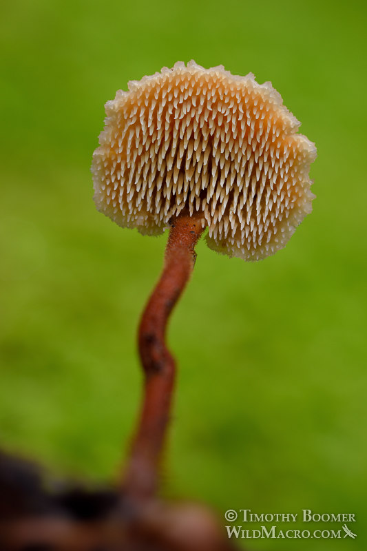 Earpick fungus (Auriscalpium vulgare).  Samuel P. Taylor State Park, Marin County, California, USA.  Stock Photo ID=FUN0282