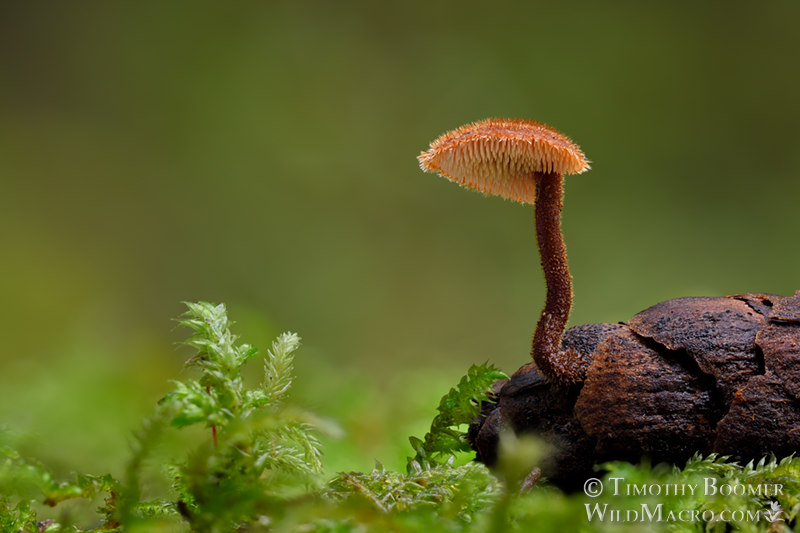 Earpick fungus (Auriscalpium vulgare).  Samuel P. Taylor State Park, Marin County, California, USA.  Stock Photo ID=FUN0323