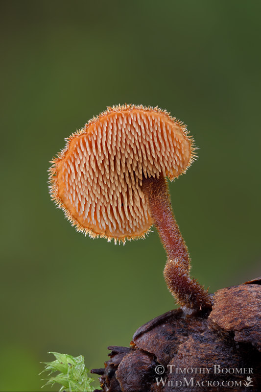 Earpick fungus (Auriscalpium vulgare).  Samuel P. Taylor State Park, Marin County, California, USA.  Stock Photo ID=FUN0324