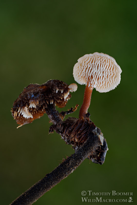 Earpick fungus (Auriscalpium vulgare), fresh mushroom growing from older mushroom.  Point Reyes National Seashore, Marin County, California, USA.  Stock Photo ID=FUN0348
