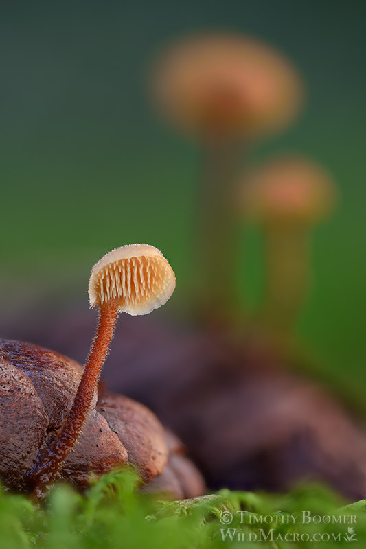 Earpick fungus (Auriscalpium vulgare).  Mount Tamalpais State Park, Marin County, California, USA.  Stock Photo ID=FUN0424