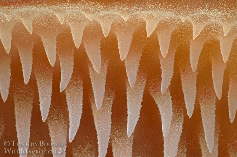 Earpick fungus (Auriscalpium vulgare).  Mount Tamalpais State Park, Marin County, California, USA.  Stock Photo ID=FUN0428